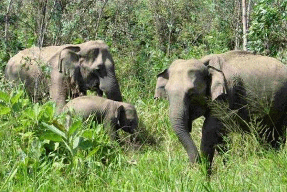 ধানক্ষেতে বন্যহাতির দল, তাড়াতে গিয়ে প্রাণ হারালেন পল্লী চিকিৎসক 