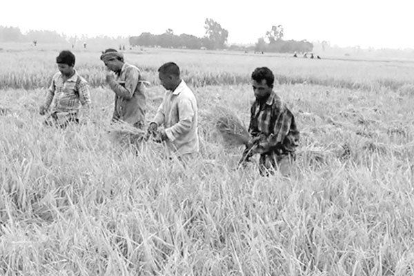 ধান কাটতে বিভিন্ন জেলায় ছুটছেন কৃষিশ্রমিক