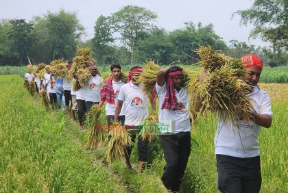 রংপুরে যুবলীগের কৃষকের ধান কাটা কর্মসূচি অব্যাহত