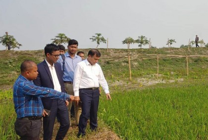 কোটালীপাড়ায় শত বছরের অনাবাদি জমিতে বোরো আবাদ