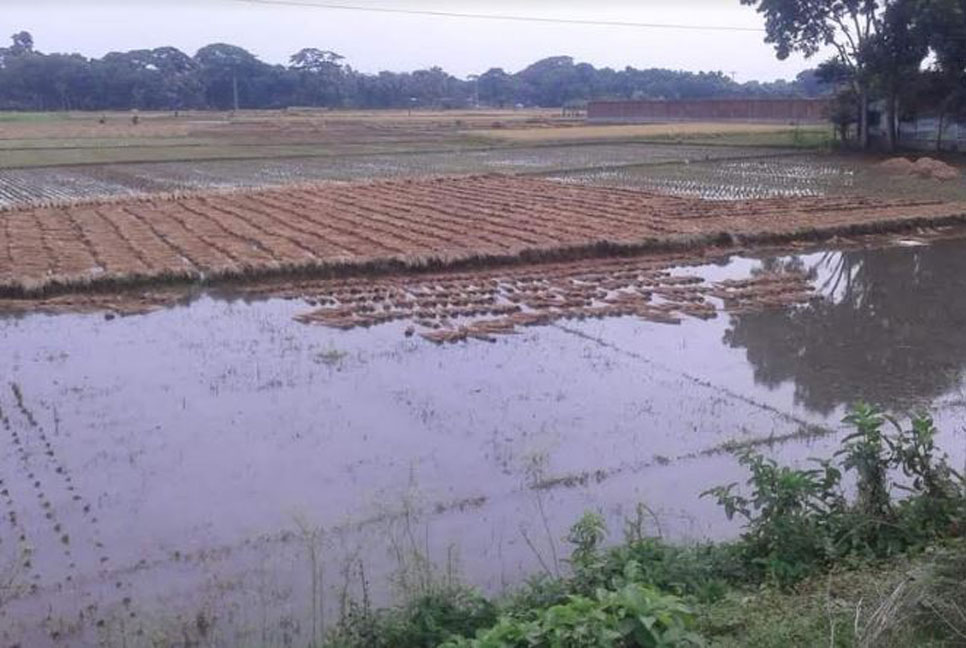 শার্শায় পানিতে ভাসছে কৃষকের স্বপ্ন