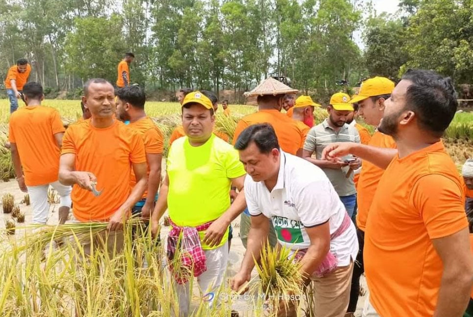 কালিয়াকৈরে কৃষকের ধান কেটে ঘরে তুলে দিল জেলা যুবলীগ