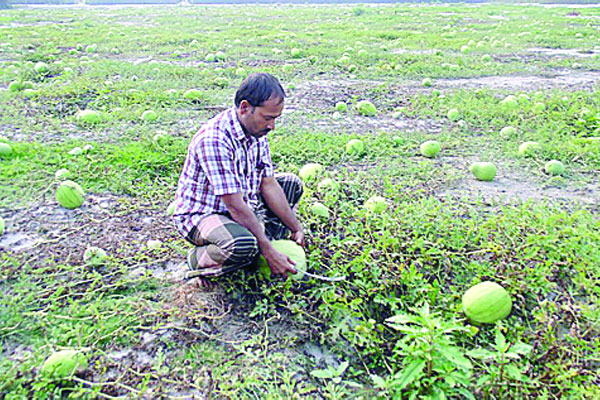 তিস্তা-ধরলার বালুচরে তরমুজ চাষ