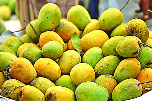 গুটি আম আজ ও ১৫ মে গোপালভোগ বিক্রি করা যাবে