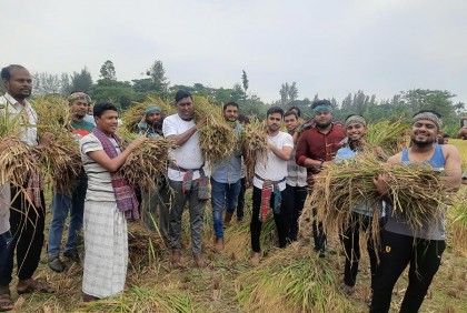 নোয়াখালীতে কৃষকের ধান কেটে ঘরে তুলে দিল জেলা যুবলীগ