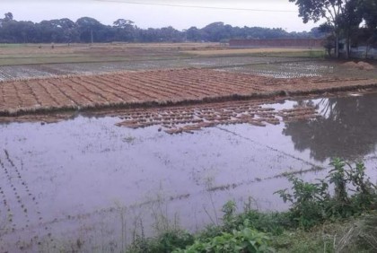 শার্শায় পানিতে ভাসছে কৃষকের স্বপ্ন