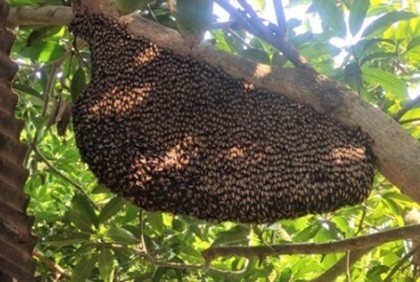 মেহেরপুরে মৌমাছির কামড়ে আহত ২০