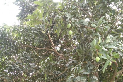 হাড়িভাঙ্গার স্বাদ পাওয়া যেতে পারে ২০ জুন থেকে 