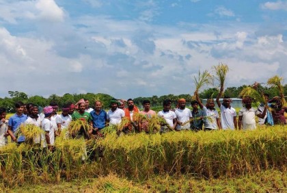রাজবাড়ীতে কৃষকের ধান কেটে দিচ্ছে ছাত্রলীগ