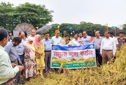 বিনাধান-২৫ সম্প্রসারণ হলে রপ্তানি হবে বিদেশে 