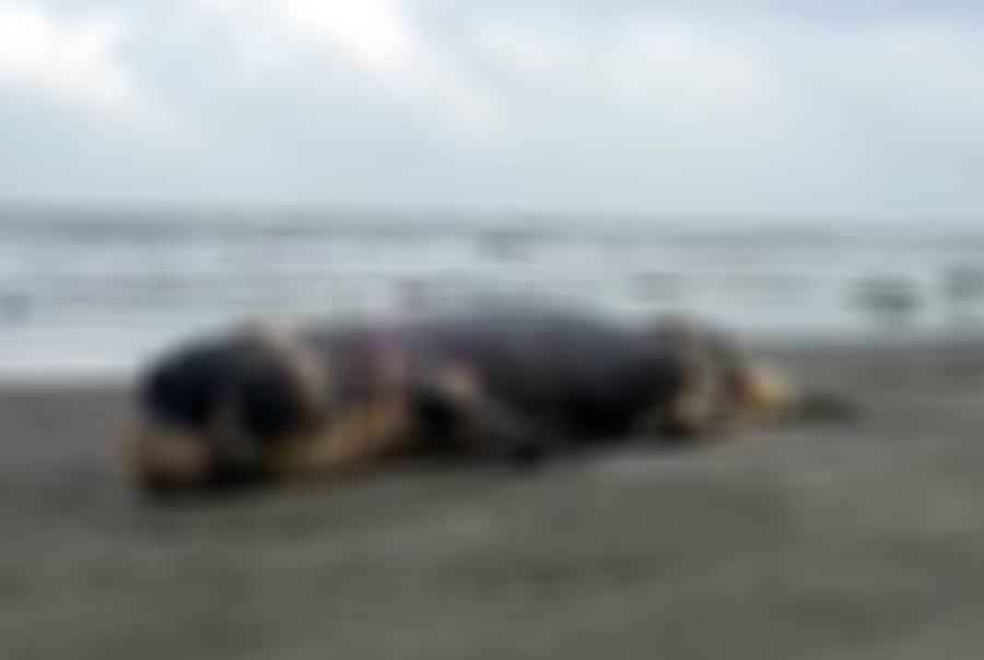 কুয়াকাটা সৈকতে ভেসে এলো অর্ধগলিত ডলফিন