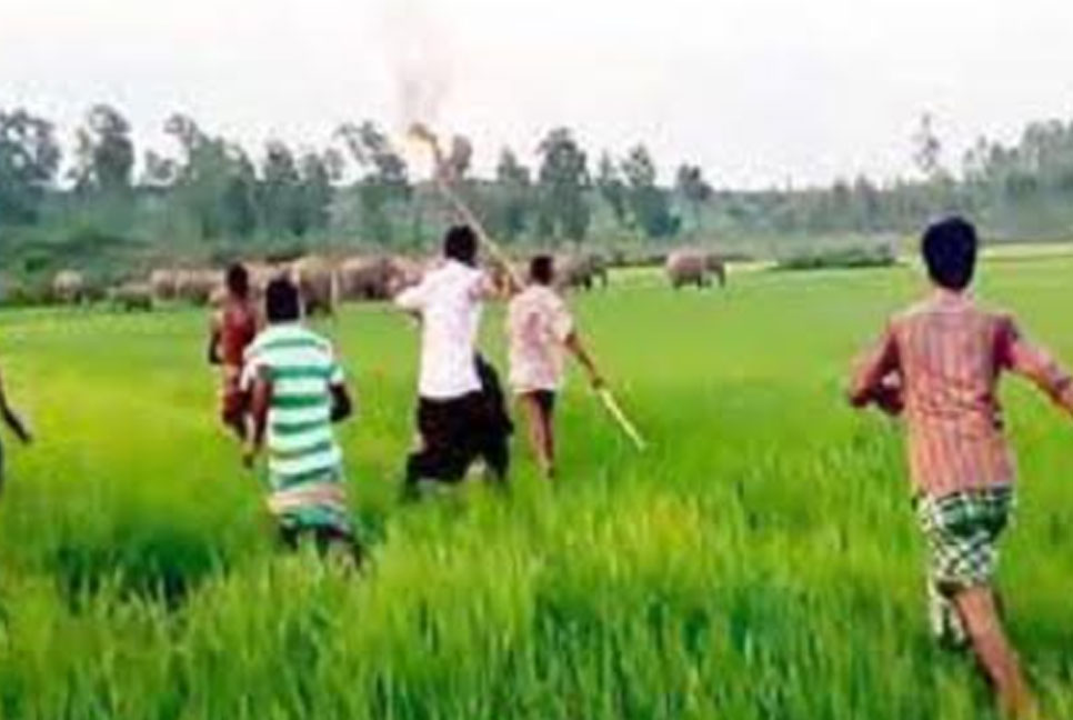 শেরপুর সীমান্তে মানুষ-হাতি দ্বন্দ্ব থামছে না