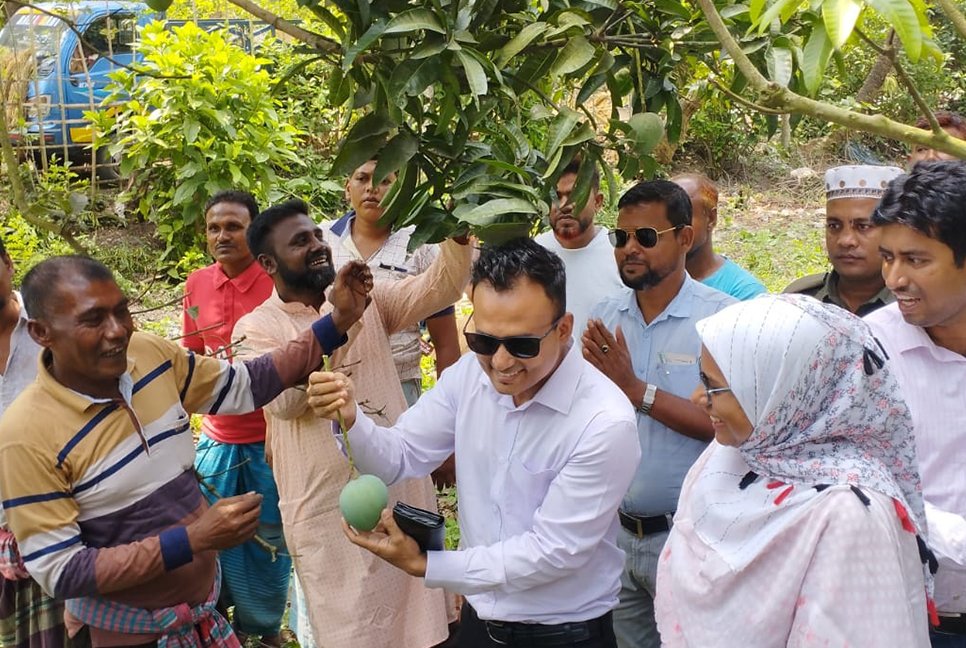 সাতক্ষীরায় আনুষ্ঠানিকভাবে আম সংগ্রহ শুরু
