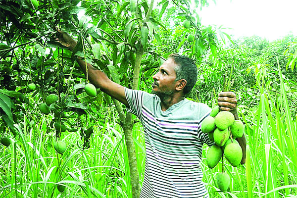 রাজশাহীতে আম পাড়া শুরু