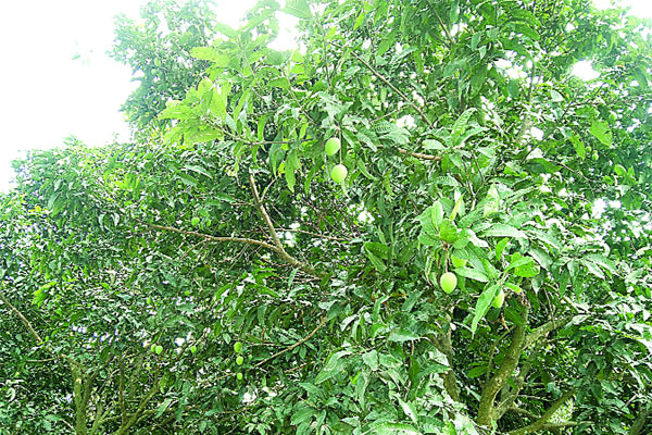 হাঁড়িভাঙা আসবে ২০ জুন