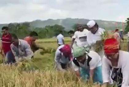 খাগড়াছড়িতে কৃষক লীগের উদ্যোগে বোরো ধান কাটা শুরু হয়