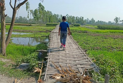 কাউনিয়ায় ঝুঁকি নিয়ে বাঁশের সাঁকোয় হাজারো মানুষের যাতায়াত 