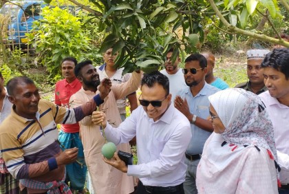 সাতক্ষীরায় আনুষ্ঠানিকভাবে আম সংগ্রহ শুরু