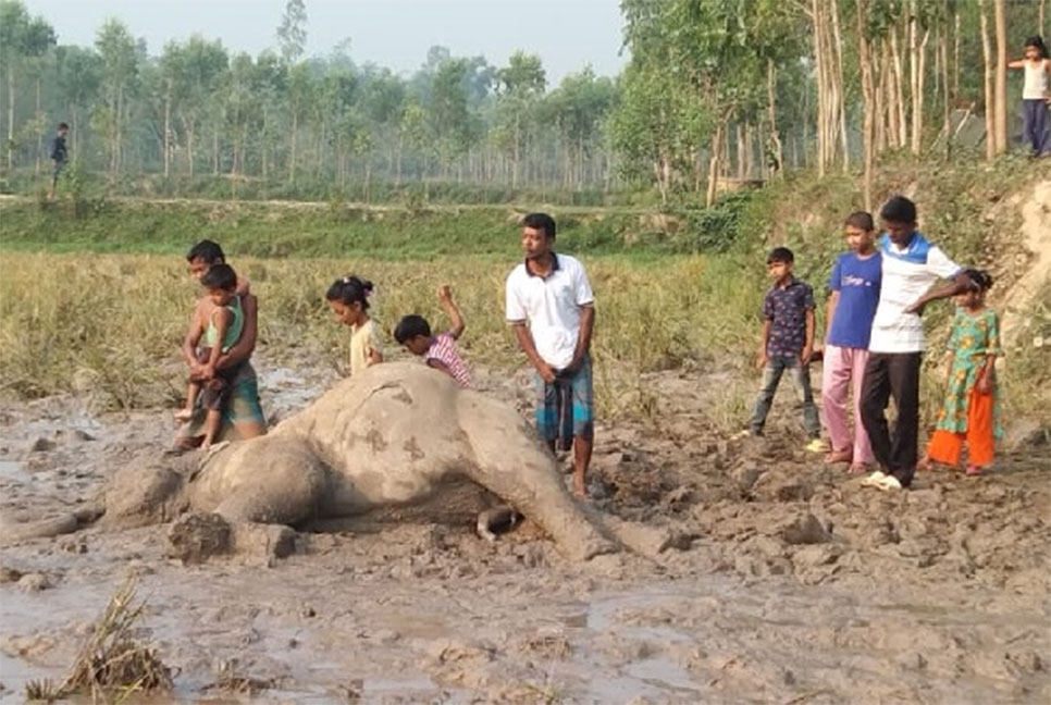 শেরপুরে বিদ্যুৎস্পৃষ্টে বন্যহাতির মৃত্যু