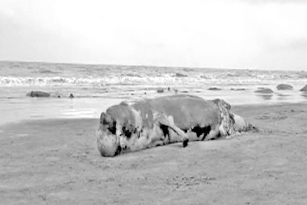 সৈকতে ভেসে এলো মৃত ডলফিন