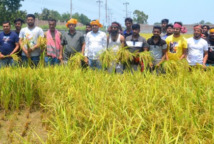বগুড়ায় কৃষকের ধান কেটে দিল স্বেচ্ছাসেবক লীগ