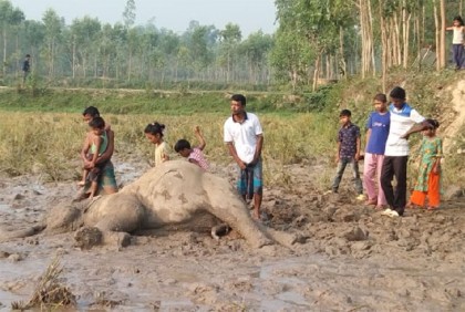 শেরপুরে বিদ্যুৎস্পৃষ্টে বন্যহাতির মৃত্যু