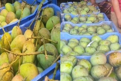শার্শায় জমে উঠেছে আমের হাট