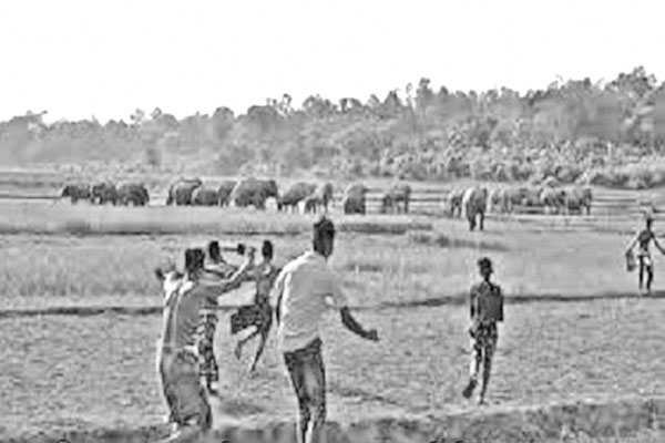 শেরপুর সীমান্তে হাতির তান্ডব