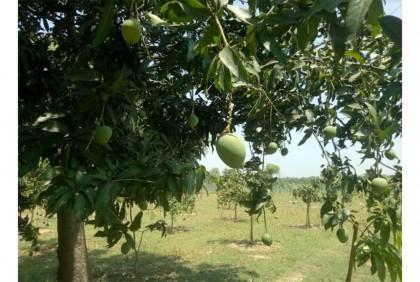 চাঁপাইনবাবগঞ্জের গাছে গাছে দুলছে রসালো আম