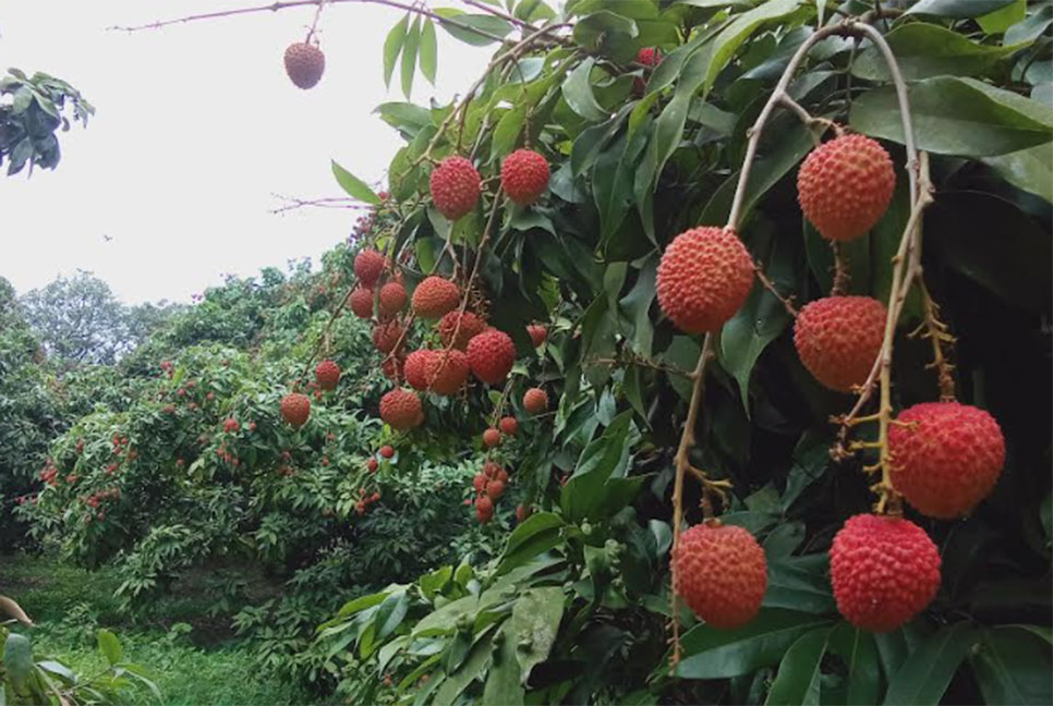 বাজারে এসেছে সোনারগাঁয়ের রসালো লিচু