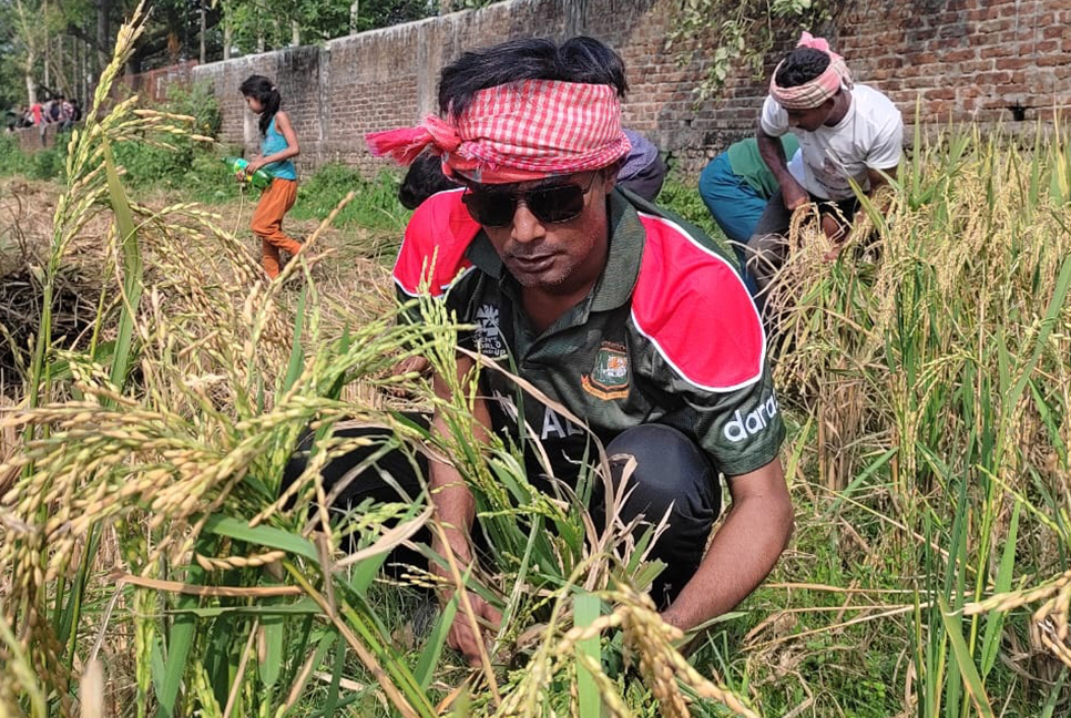 ধান পাকলেই ঘরে তোলার পরামর্শ কৃষি বিভাগের