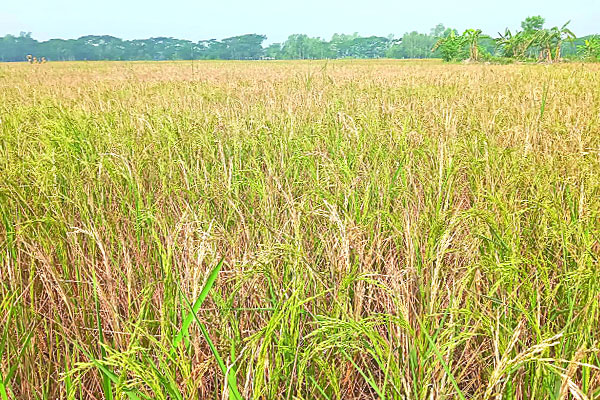 বোরোয় স্বপ্নভঙ্গ কৃষকের