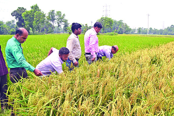 নতুন ধানে খুশি কৃষক