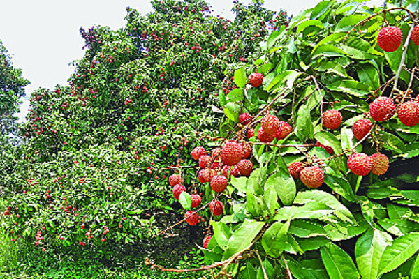 অপরিপক্ব লিচু বাজারে