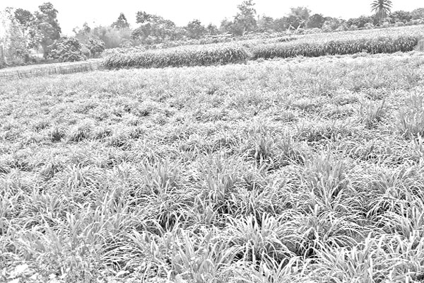 দিনাজপুরে গো-খাদ্যের সংকট