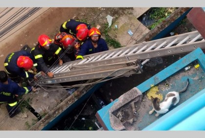 এক সপ্তাহ আটকে ছিল বিড়াল, উদ্ধার করলো ফায়ার সার্ভিস

