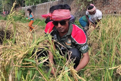 ধান পাকলেই ঘরে তোলার পরামর্শ কৃষি বিভাগের