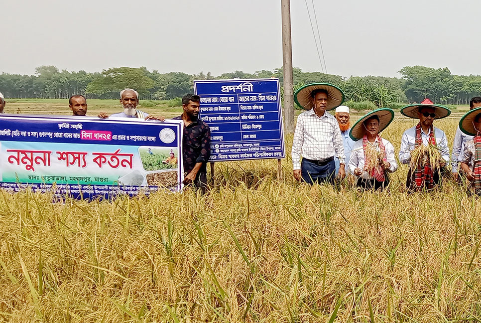 মাগুরায় বিনা ধান-২৫ এর ফলন সম্ভাবনা বিষয়ে মতবিনিময়