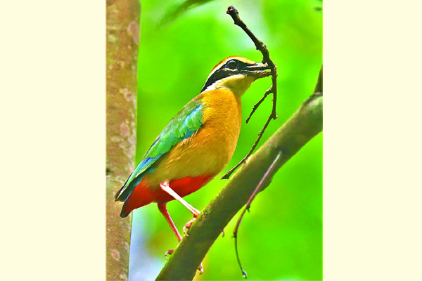 গ্রীষ্মে আসা বনসুন্দরী