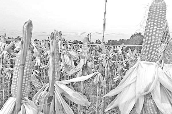 কুমিল্লায় মাঠজুড়ে ভুট্টার হাসি