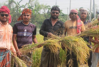কুমারখালীতে কৃষকের তিন বিঘা জমির ধান কেটে ঘরে তুলে দিল যুবলীগ