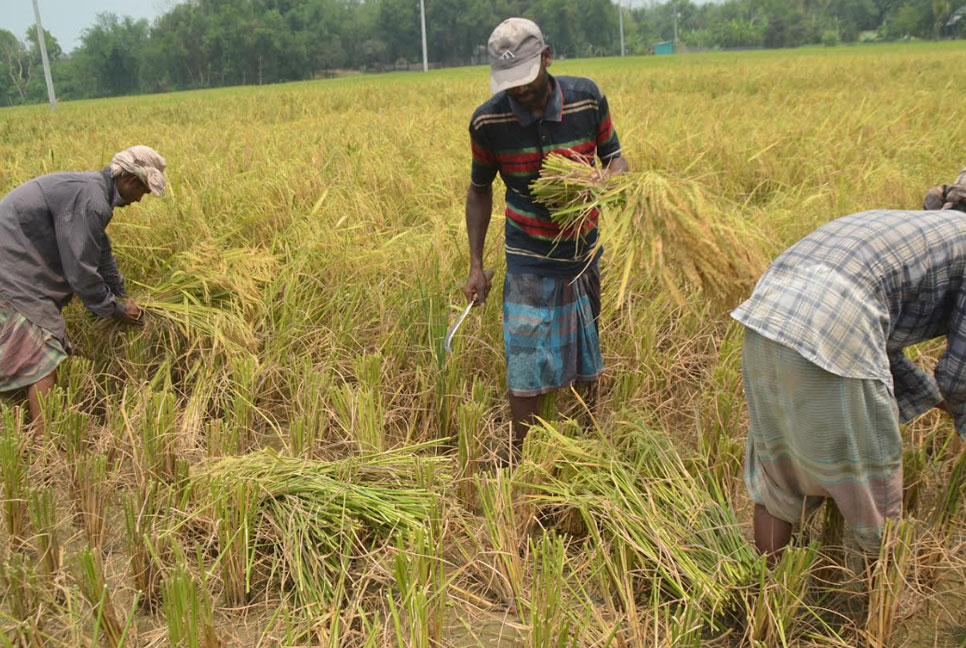 ঘূর্ণিঝড় মোখার আশঙ্কায় ফসল তুলতে গলদঘর্ম চাষিরা 

