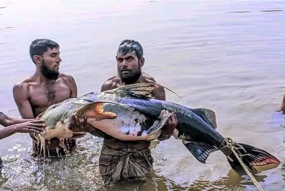 জেলের জালে ৪৭ কেজি ওজনের বাঘা আইড়