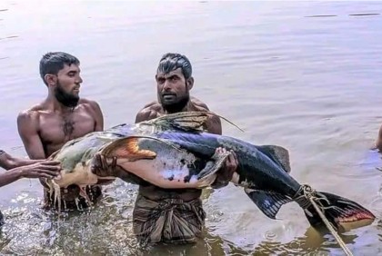 জেলের জালে ৪৭ কেজি ওজনের বাঘা আইড়