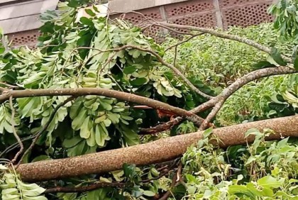 ঝড়ে গাছ চাপায় দুই বোনের মৃত্যু