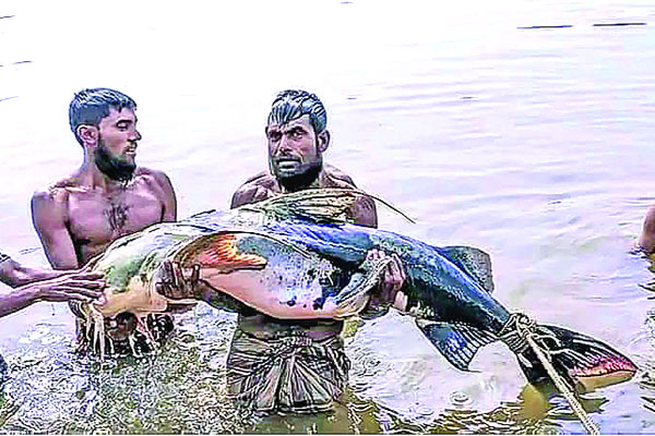 লাখ টাকার বাঘাইড়