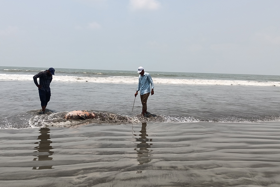 কুয়াকাটা সৈকতে আবারো ভেসে এলো দু'টি মৃত ডলফিন