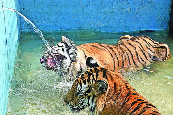 দাবদাহে কাহিল বাঘও