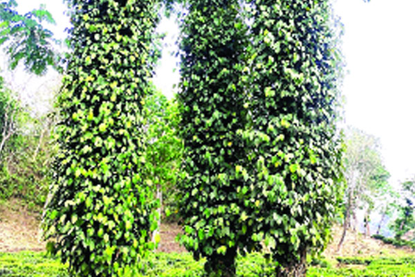 গোলমরিচ চাষের অমিত সম্ভাবনা