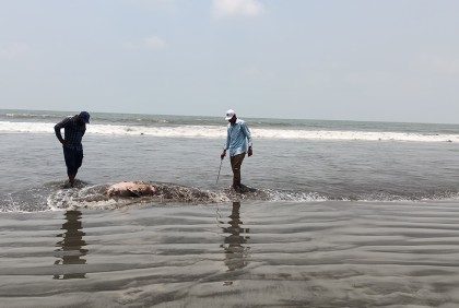 কুয়াকাটা সৈকতে আবারো ভেসে এলো দু'টি মৃত ডলফিন